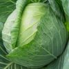 Cabbage Spring Greens